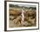 Cowboys on the King Range, TX-Eliot Elisofon-Framed Photographic Print