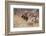 Cowboys Trying to Check a Cattle Stampede-W.r. Leigh-Framed Photographic Print