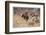 Cowboys Trying to Check a Cattle Stampede-W.r. Leigh-Framed Photographic Print