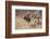 Cowboys Trying to Check a Cattle Stampede-W.r. Leigh-Framed Photographic Print