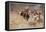 Cowboys Trying to Check a Cattle Stampede-W.r. Leigh-Framed Premier Image Canvas