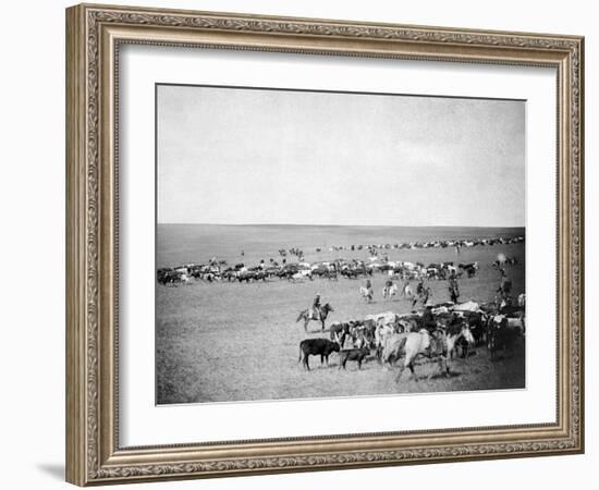 Cowboys with Cattle on the Range Photograph - Belle Fourche, SD-Lantern Press-Framed Art Print