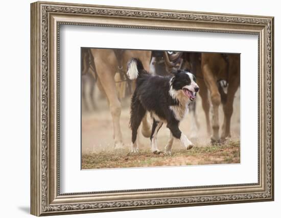 Cowdog Helping with round Up-Terry Eggers-Framed Photographic Print