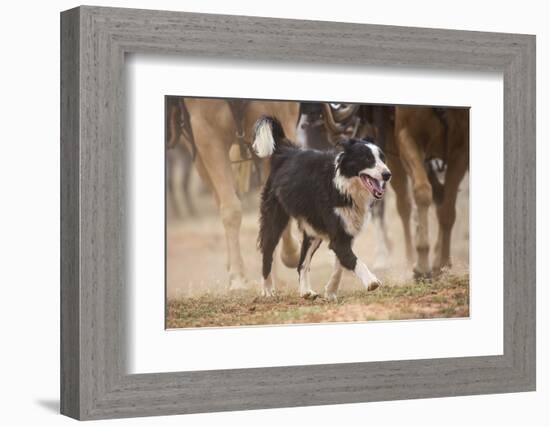 Cowdog Helping with round Up-Terry Eggers-Framed Photographic Print