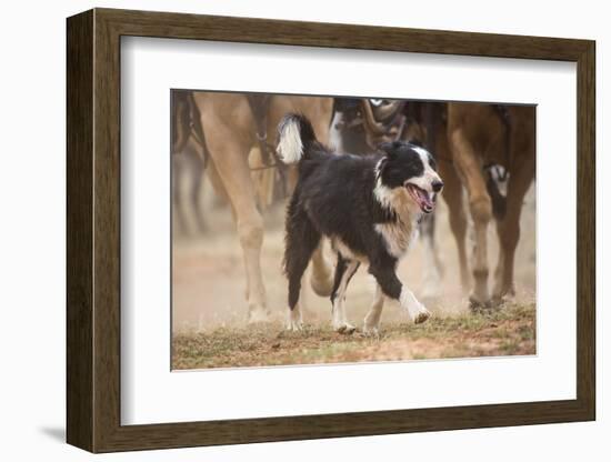 Cowdog Helping with round Up-Terry Eggers-Framed Photographic Print