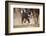 Cowdog Helping with round Up-Terry Eggers-Framed Photographic Print