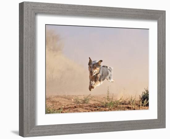 Cowdog Taking a Flying Leap, Flitner Ranch, Shell, Wyoming, USA-Carol Walker-Framed Photographic Print