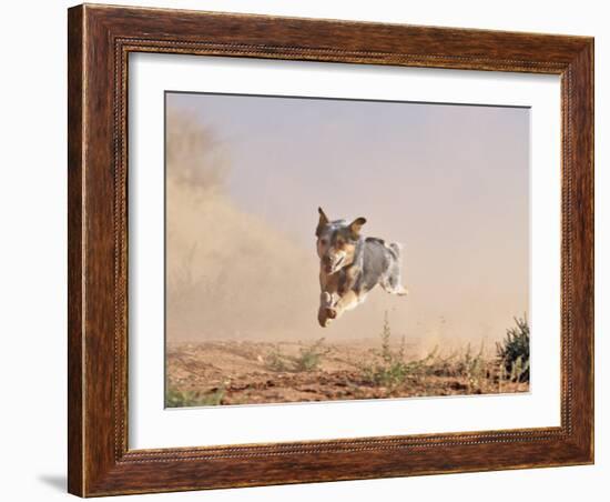 Cowdog Taking a Flying Leap, Flitner Ranch, Shell, Wyoming, USA-Carol Walker-Framed Photographic Print