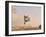 Cowdog Taking a Flying Leap, Flitner Ranch, Shell, Wyoming, USA-Carol Walker-Framed Photographic Print