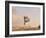 Cowdog Taking a Flying Leap, Flitner Ranch, Shell, Wyoming, USA-Carol Walker-Framed Photographic Print