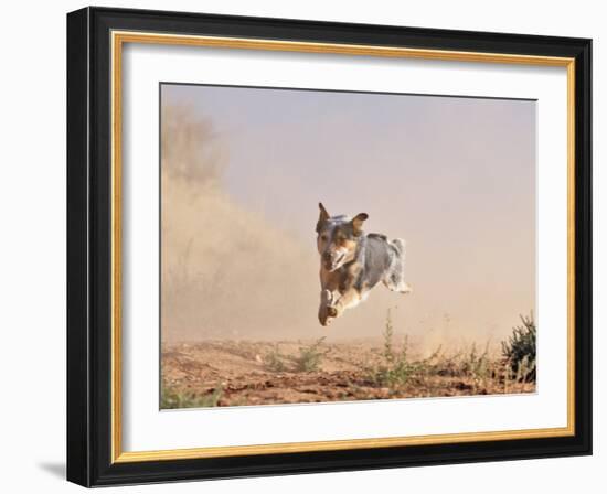 Cowdog Taking a Flying Leap, Flitner Ranch, Shell, Wyoming, USA-Carol Walker-Framed Photographic Print