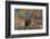 Cowgirl and Cowboy Riding Together-Terry Eggers-Framed Photographic Print