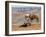 Cowgirl and Her Horse with Dog Viewing the Countryside-Terry Eggers-Framed Photographic Print