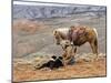 Cowgirl and Her Horse with Dog Viewing the Countryside-Terry Eggers-Mounted Photographic Print