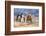 Cowgirl & Cowboy at Full Gallop-Terry Eggers-Framed Photographic Print