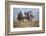 Cowgirl & Cowboy at Full Gallop-Terry Eggers-Framed Photographic Print