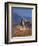 Cowgirl Riding a Trail in the Big Horn Mountains, Shell, Wyoming, USA-Joe Restuccia III-Framed Photographic Print