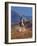 Cowgirl Riding a Trail in the Big Horn Mountains, Shell, Wyoming, USA-Joe Restuccia III-Framed Photographic Print