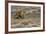 Cowgirl Riding at Full Speed in Motion-Terry Eggers-Framed Photographic Print