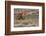 Cowgirl Riding at Full Speed in Motion-Terry Eggers-Framed Photographic Print