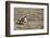 Cowgirl Riding at Full Speed in Motion-Terry Eggers-Framed Photographic Print