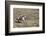 Cowgirl Riding at Full Speed in Motion-Terry Eggers-Framed Photographic Print