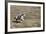 Cowgirl Riding at Full Speed in Motion-Terry Eggers-Framed Photographic Print