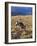 Cowgirl Riding at Full Speed in Motion-Terry Eggers-Framed Photographic Print