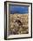 Cowgirl Riding at Full Speed in Motion-Terry Eggers-Framed Photographic Print