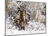 Cowgirl Riding in Autumn Aspens with a Fresh Snowfall-Terry Eggers-Mounted Photographic Print