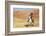 Cowgirl Riding the Range-Terry Eggers-Framed Photographic Print