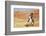 Cowgirl Riding the Range-Terry Eggers-Framed Photographic Print