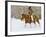 Cowgirl, Shell, Wyoming, USA-Terry Eggers-Framed Photographic Print