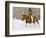 Cowgirl, Shell, Wyoming, USA-Terry Eggers-Framed Photographic Print