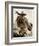 Cowgirl-Lisa Dearing-Framed Photographic Print