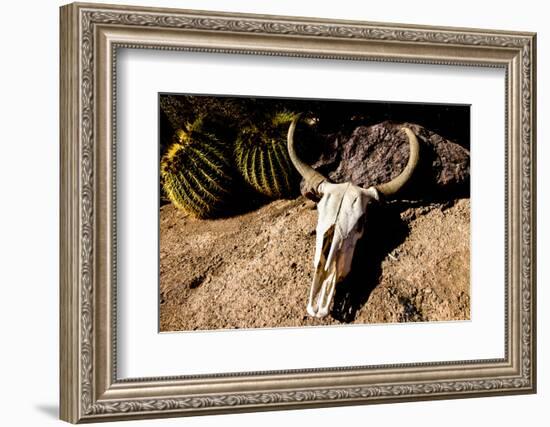 Cowl skull out in the desert, Tucson, Arizona, USA.-Julien McRoberts-Framed Photographic Print