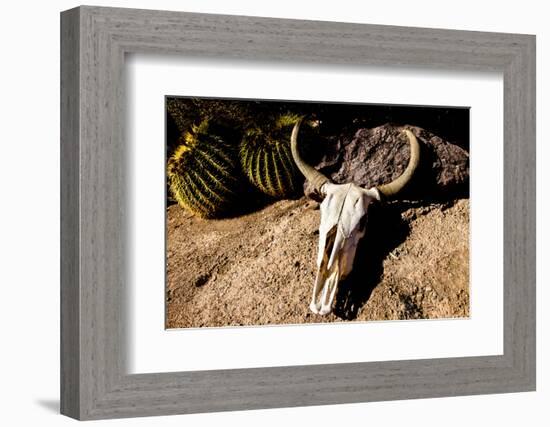 Cowl skull out in the desert, Tucson, Arizona, USA.-Julien McRoberts-Framed Photographic Print
