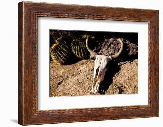 Cowl skull out in the desert, Tucson, Arizona, USA.-Julien McRoberts-Framed Photographic Print