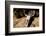 Cowl skull out in the desert, Tucson, Arizona, USA.-Julien McRoberts-Framed Photographic Print