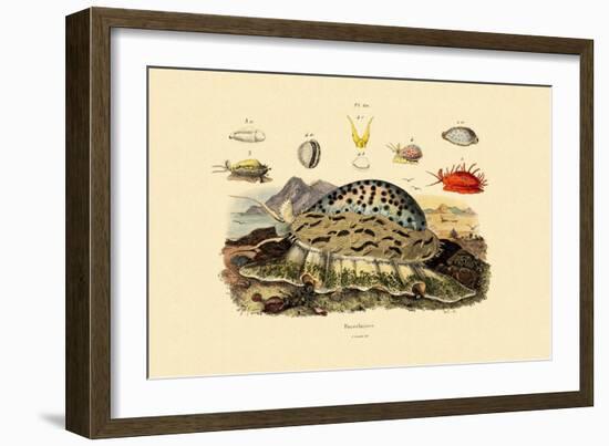 Cowrie Shells, 1833-39-null-Framed Giclee Print