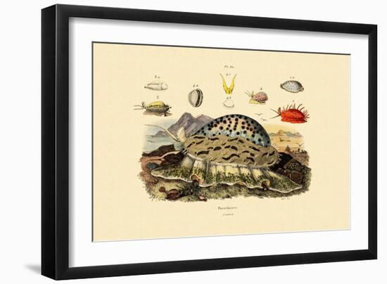 Cowrie Shells, 1833-39-null-Framed Giclee Print