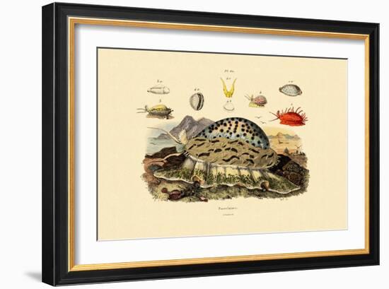 Cowrie Shells, 1833-39-null-Framed Giclee Print