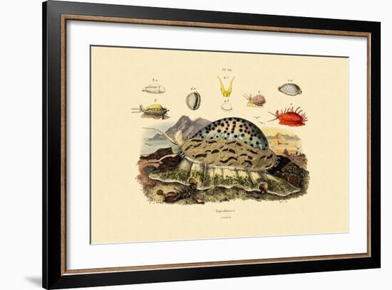 Cowrie Shells, 1833-39-null-Framed Giclee Print