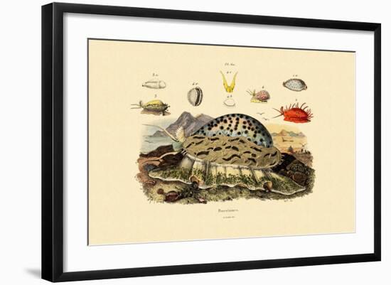 Cowrie Shells, 1833-39-null-Framed Giclee Print