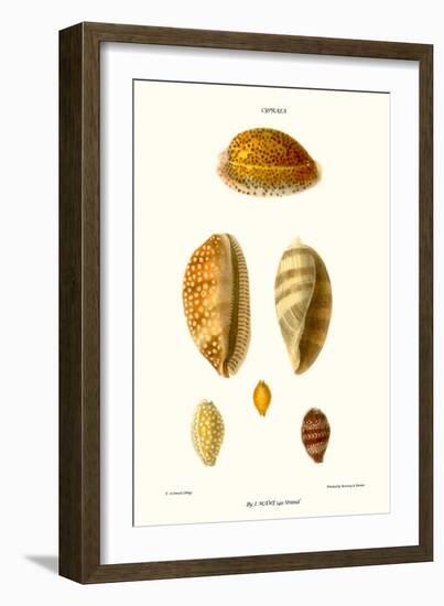 Cowrie Shells-John Mawe-Framed Premium Giclee Print