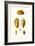 Cowrie Shells-John Mawe-Framed Premium Giclee Print