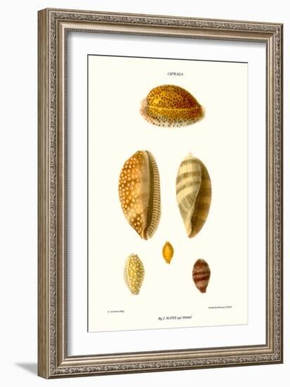 Cowrie Shells-John Mawe-Framed Art Print