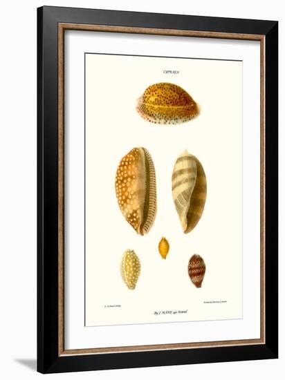 Cowrie Shells-John Mawe-Framed Art Print