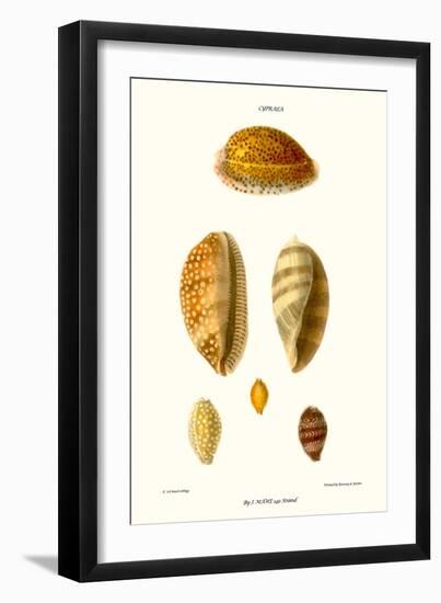 Cowrie Shells-John Mawe-Framed Art Print