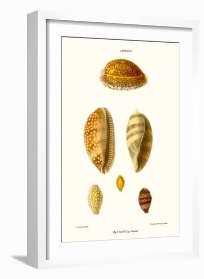 Cowrie Shells-John Mawe-Framed Art Print